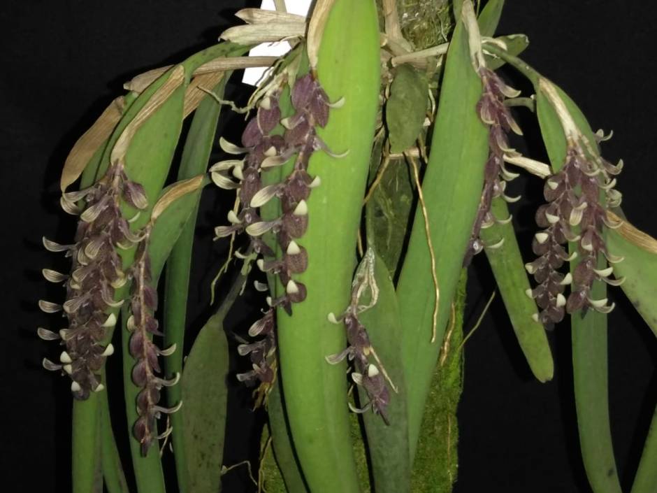 Acianthera strupifolia - fevereiro 2020 (2)