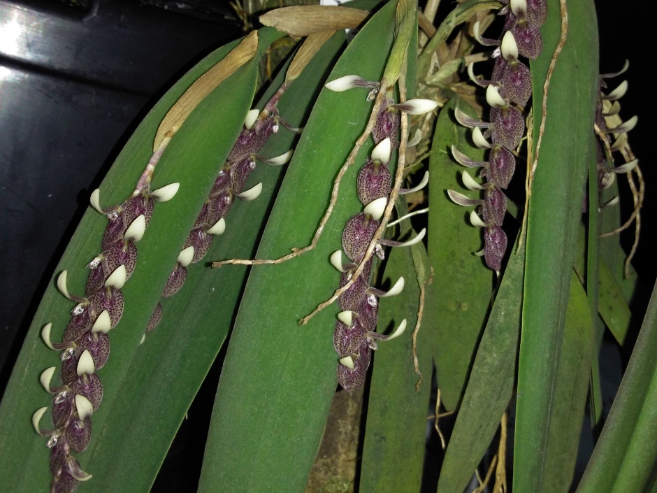Acianthera strupifolia - fevereiro 2020 (4)