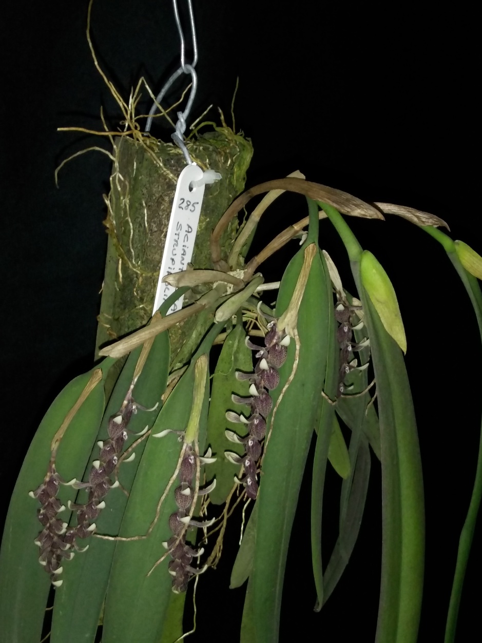 Acianthera strupifolia - fevereiro 2020 (6)