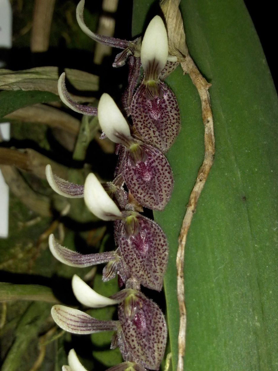 Acianthera strupifolia - fevereiro 2020 (7)