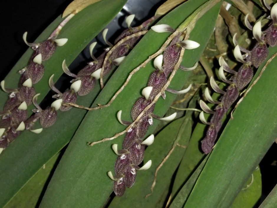 Acianthera strupifolia - fevereiro 2020 (9)