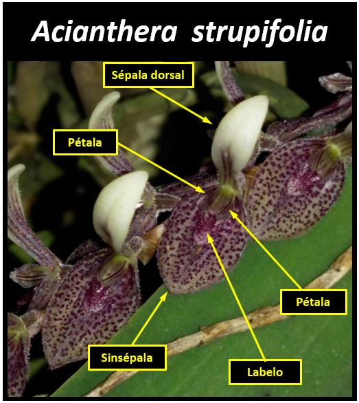 Acianthera strupifolia - flor JPG