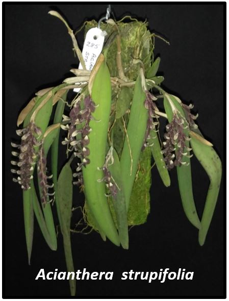 Acianthera strupifolia - folha JPG