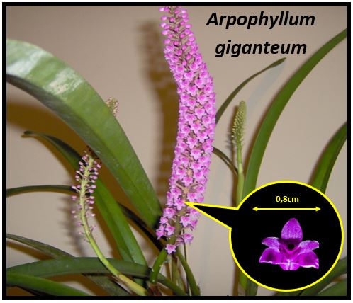 Acianthera strupifolia - micro-orquidea JPG
