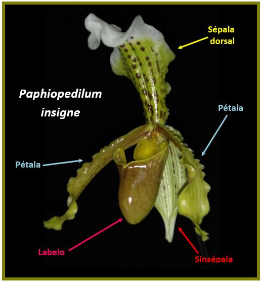 Acianthera strupifolia - Paphiopedilum JPG