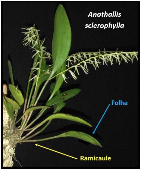 Acianthera strupifolia - ramicaule JPG